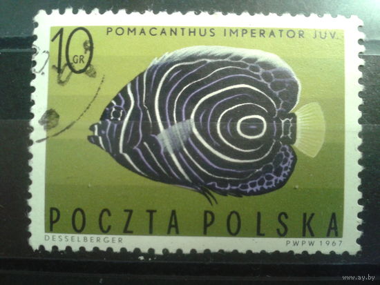 Польша, 1967, Рыба-ангел