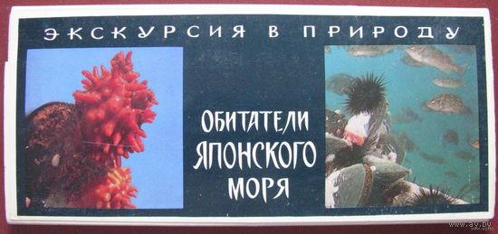Обитатели Японского моря