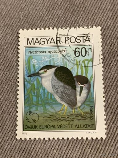 Венгрия 1980. Nycticorax nycticorax. Марка из серии