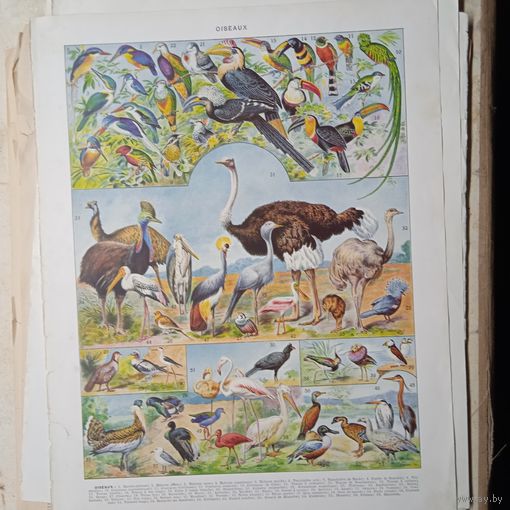 ПТИЦЫ. Энциклопедическая гравюра .OISEAUX  1. Франция нач.20в.