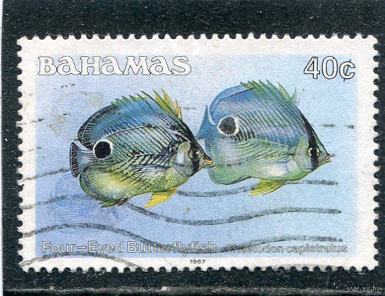 Багамские острова. Морская фауна. Четырехглазая рыба бабочка