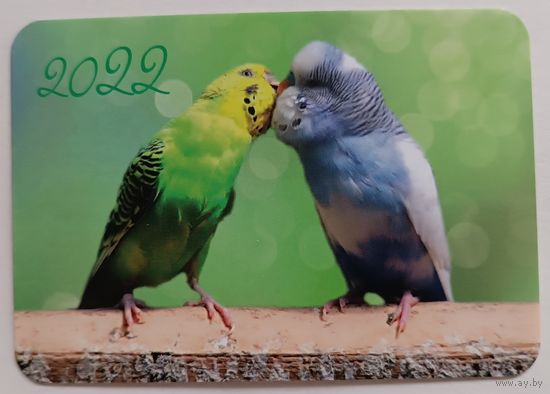 Попугайчики. Календарик, глянец, 2022. ТРАСКО