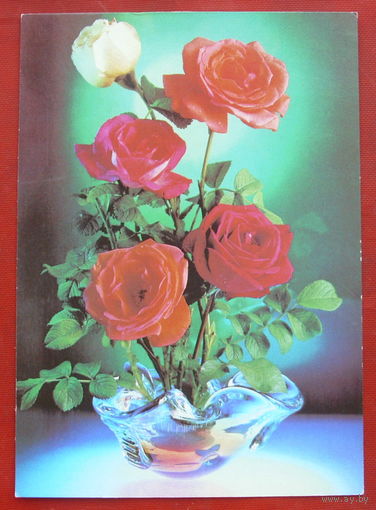 Розы. Чистая. 1984 года. Фото Костенко. 1466.