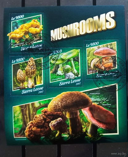 ЛИСТ ФЛОРА ЦВЕТЫ ГРИБЫ  СТО