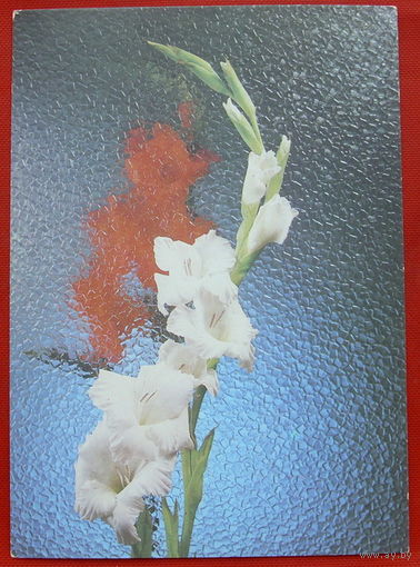 Гладиолусы. Чистая. 1988 года. 323.