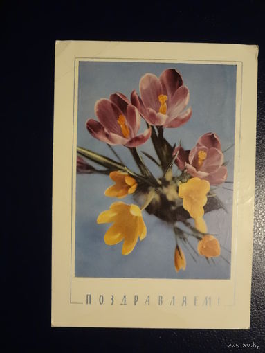 Поздравляем!  Тюльпаны.  1968 г.  подписанная.