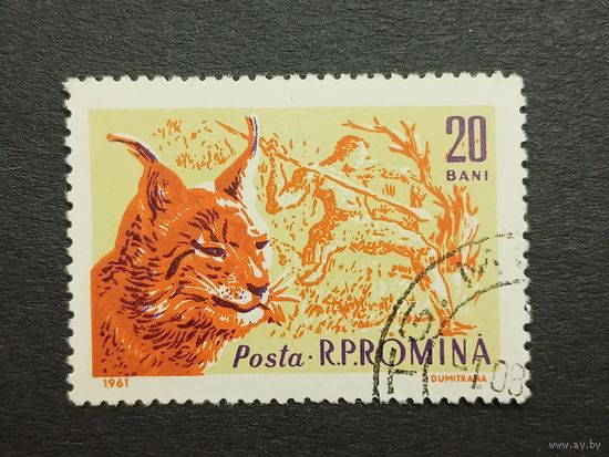 Румыния 1961. Животные. Обыкновенная рысь