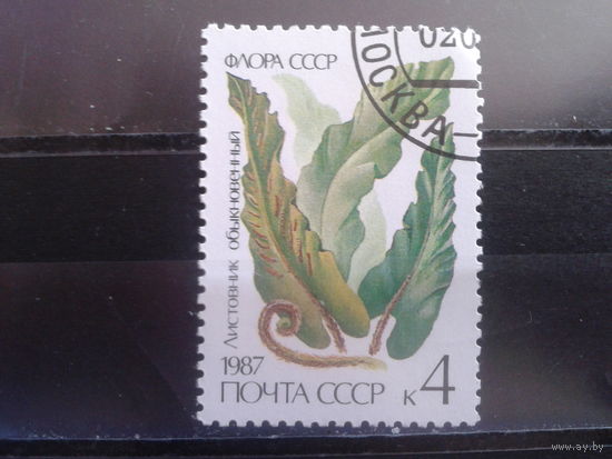 1987 Папоротник