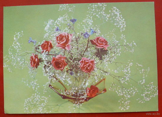 Розы. Чистая. 1977 года. Фото Садловский. 1534.
