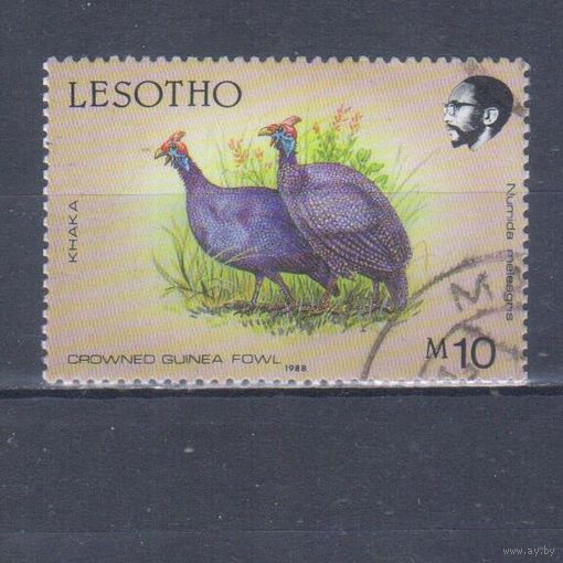 [2244] Лесото 1988. Фауна.Птицы.Цесарки. Концовка серии.Высокий номинал.Гашеная марка. Кат.гаш.8.80 е.
