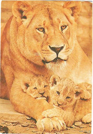 Календарик Союз филателистов России 1992-93