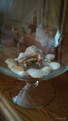 Ракушки морские в аквариум + крабик.