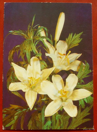 Цветы. Подписанная. 1989 года. Дергилева. 1217.