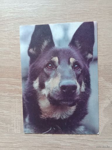 Календарик 1992