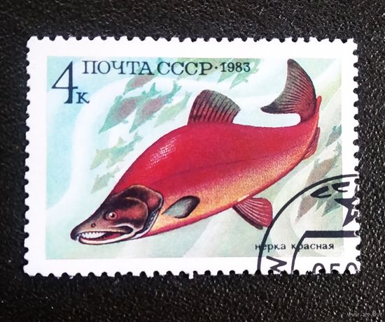 Марка СССР 1983 год Рыба