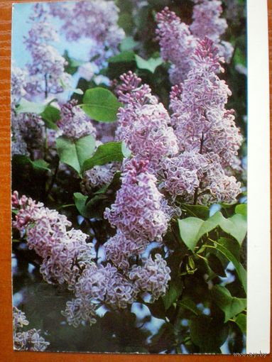 Эглитис "сирень"   подписана,1976 г. Латвия