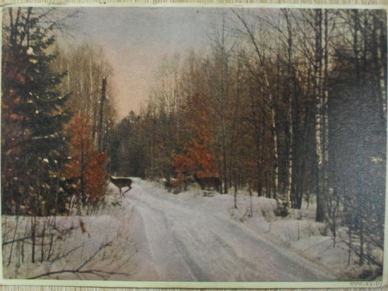 ЧИСТАЯ ОТКРЫТКА БССР. ЗИМНЯЯ ДОРОГА. БЕЛОВЕЖСКАЯ ПУЩА. ИЗДАТЕЛЬСТВО "ЗВЯЗДА".