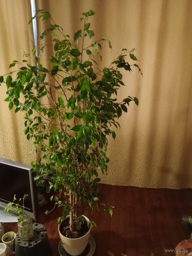 Фикус Бенджамина