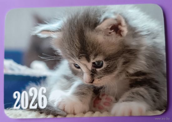 Котенок. Календарик, глянец, 2026.ТРАСКО