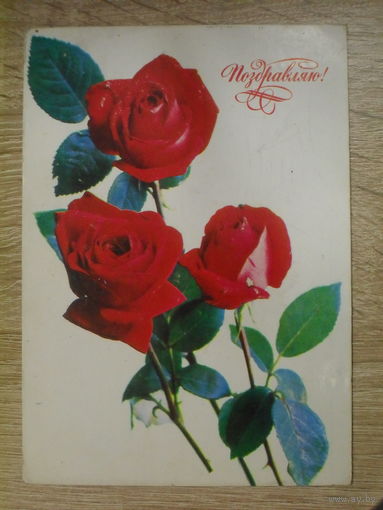 ПОДПИСАННАЯ ОТКРЫТКА СССР. "ПОЗДРАВЛЯЮ". ФОТО. Г. КОСТЕНКО. 1977 ГОД.