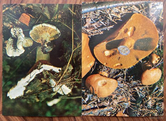 Открытки Грибы, растения