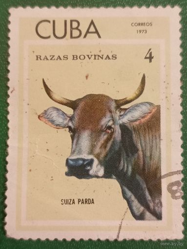 Куба 1973. Фауна. Домашний скот. Suiza Parda