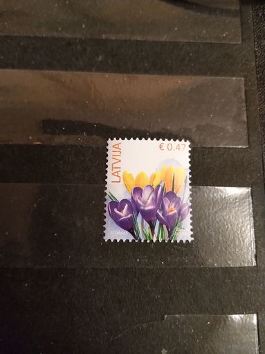 2014 Латвия флора цветы (2-5)