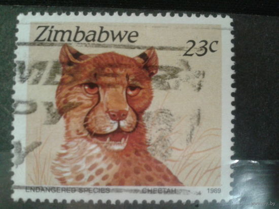 Зимбабве, 1989. Гепард