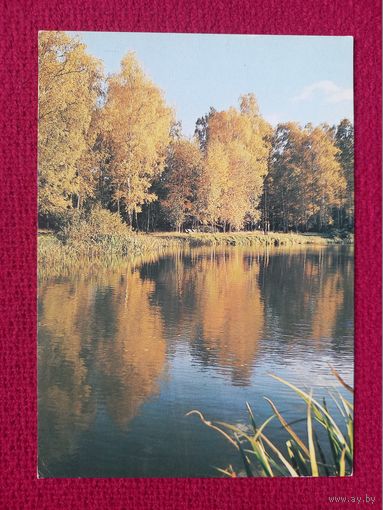 Золотая осень. Дацкевич 1987 г. Чистая. К-1