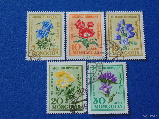 Монголия. Цветы.