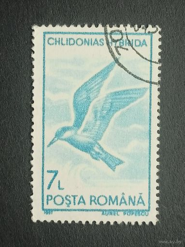 Румыния 1991. Птицы. Белощёкая болотная крачка