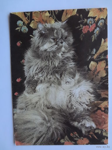 Календарик 1993 г.  Кот. (126).