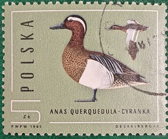 Польша 1985. Фауна. Птицы. Чирок-Трескунок