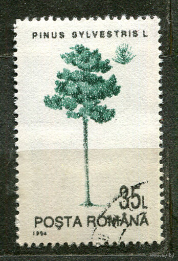 Деревья. Сосна. Румыния. 1994