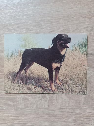 Календарик 1993