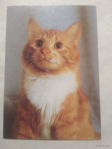 Карманный календарик. Котик.1994 год