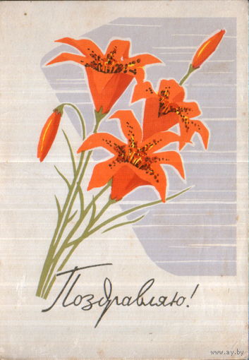 Подписанная открытка 1963г. "Поздравляю! Лилии" худ. Н. Кутилов