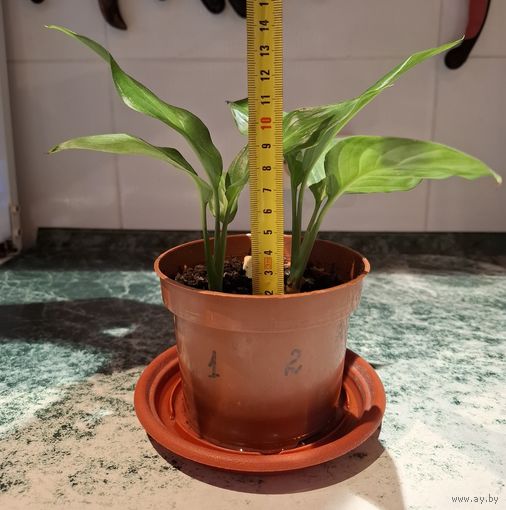 Спатифиллум, женское счастье