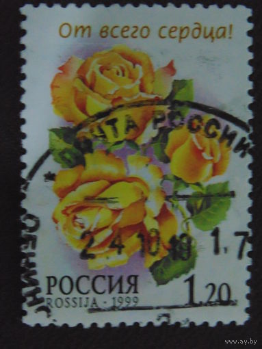 Россия 1999 г. Розы.