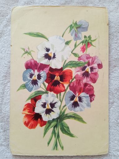 Зеленов. Анютины глазки