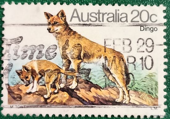 Австралия. Фауна. Динго