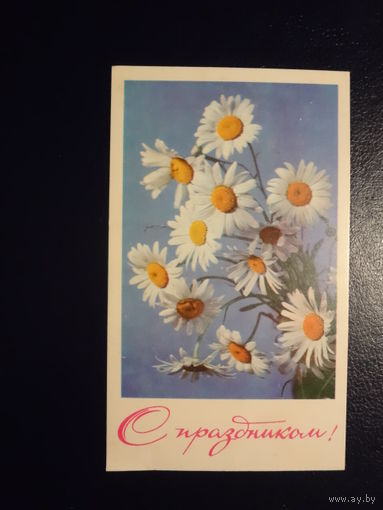 С праздником! Ромашки. 1967 г. подписанная.