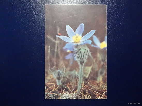 Цветы.  1994 г.  мини.