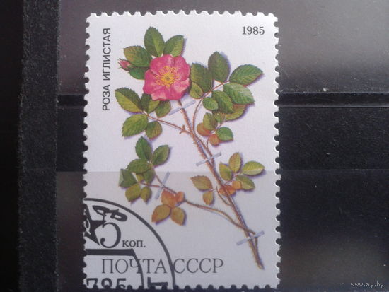 1985 Роза иглистая