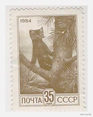 СССР 1984 Стандарт. Соболь