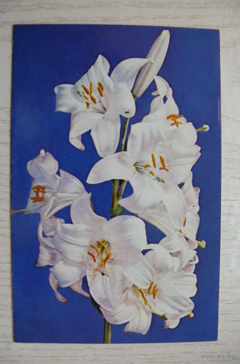 Геодаков А., Лилия белая; 1973, двойная, подписана.