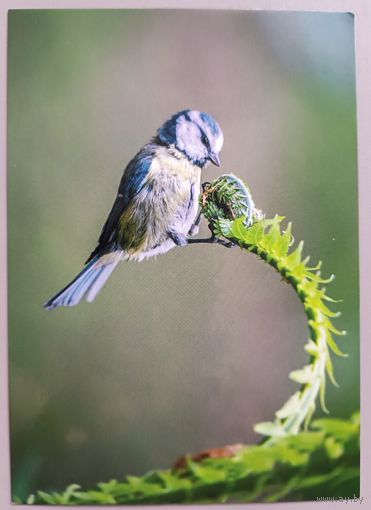 Синяя синица. Птицы. Фауна. Открытка, глянец