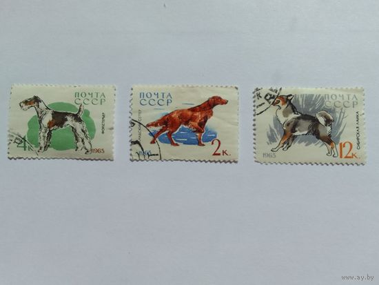 Марки Собаки   СССР 1965г  3шт