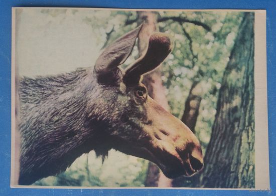 Белавежская пушча. Ласiха (Беловежская пуща. Лосиха) 1963 г. Чыстая.