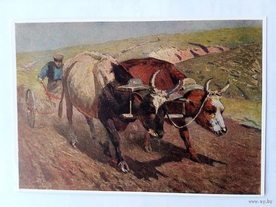 1960. Греков. Волы в плугу